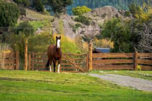 a horse standing in a field next to a fence at Los Rebeldes in Baggle +25 photos