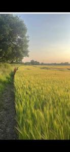 a person walking through a field of tall grass at Tranquil detached barns in Sherborne St John in Sherborne Saint John