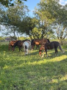 a group of horses grazing in a field at Domaine Saint Jean in Saint-Côme-du-Mont