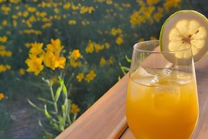 Drinks på Tiny escondida en el bosque para reconectar