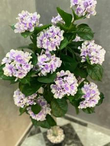 a bunch of purple flowers in a vase at Casa Kush in Aït Bou Zguia +1 photo