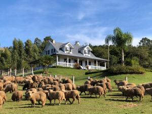 Un rebaño de ovejas pastando en un campo frente a una casa en Rancho SF Casa Texana, en Novo Hamburgo