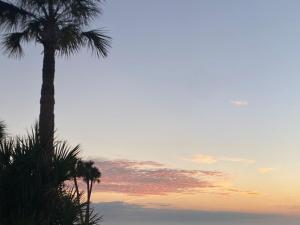 ターポン・スプリングスにあるThe Tarpon Flat Bright 1BR Downtown Retreatの夕日を背景に椰子