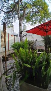 a red umbrella and some plants and a tree at Apart Don Ángel Tandil in Tandil