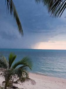 a beach with a palm tree and the ocean at Green Salad Hostel in Ban Thong Phlu