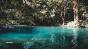 a blue pool of water with trees in the background at The Nest in Bellingen +3 photos