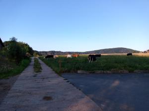 a group of cows grazing in a field next to a road at Autark Karavan Stellplatz in Reinhardtsdorf