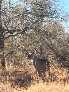 Zvířata v prázdninového domu nebo okolí