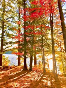 a group of trees with autumn leaves on the ground at Family Cottage, Sandy Beach & Paddleboards in Meredith