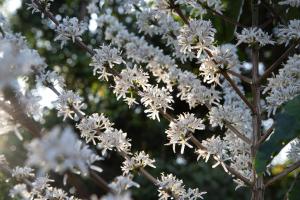 a bunch of white flowers on a tree at Pousada Aromas do Vale in Chapada dos Guimarães