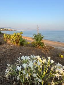 a group of plants on a beach near the water at Venti Del Mare in Trappeto +5 photos