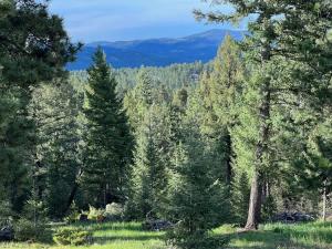 a tree in the middle of a forest of trees at Pinebox at Evergreen Modern 20Acres -Serene-Creek in Evergreen