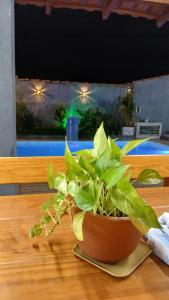 a plant in a pot on a wooden table at Cantinho da Familia in São Pedro