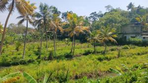 韦利格默Dilana Villa的一片棕榈树和一栋房子