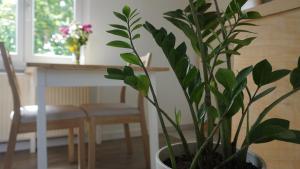 a plant in a pot sitting next to a table at Zentrale & frisch renovierte Unterkunft am Bahnhof in Kirchheim unter Teck