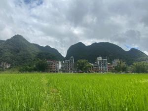 a field of green grass with mountains in the background at Sông Tranh 402MD in Hanoi