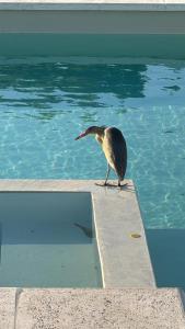 un oiseau debout au bord d'un bassin d'eau dans l'établissement Cabañas Agapanthus Las Marias, à Tandil