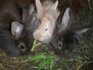 Altri animali domestici presso l'appartamento o nei dintorni