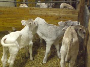 Altri animali domestici presso l'appartamento o nei dintorni