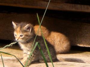 Ospiti di Floachhof con animali domestici