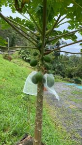 a tree with many green fruit on it at California Farm Campsite in Bentong