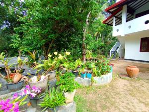 a group of potted plants in a yard at Villa Thisansa in Mirissa