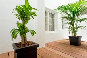 two plants in black pots on a wooden floor at Hotel Florencio Ibiza in San Antonio