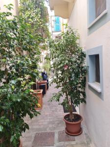 Κήπος έξω από το Conchiglia +4 φωτογραφίες