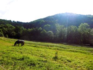 Příroda nedaleko apartmánu + 4 fotografie