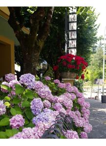O grădină în afara Hotel Delle Ortensie