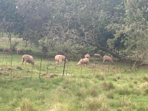un troupeau d'ovins herbivores en champ dans l'établissement Mountain View Farm Cottage 4X4 Vehicles ONLY, à Dullstroom