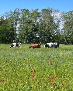 a group of cows grazing in a field of flowers at Ekenäs Gård på Österlen in Kivik +75 photos