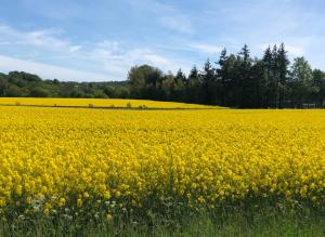 a large field of yellow flowers in a field at Ekenäs Gård på Österlen in Kivik