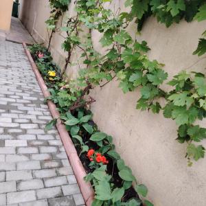 a garden with flowers and plants on a wall at Cazare Clara Cluj in Cluj-Napoca +3 photos