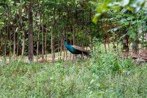 Gallery image of Cashew House Mawella in Sinimodera