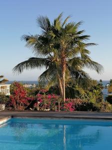 a palm tree and a swimming pool with a palm tree at Very nice villa with pool, sea view, large land in Le Gosier
