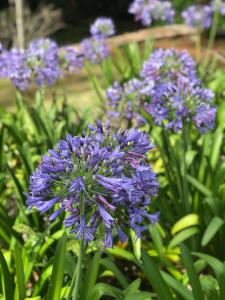 Gallery image of Agapantha Cottage in Mandeville