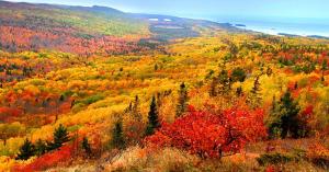 an aerial view of a forest with fall foliage at Snowmobile South Manistique Lake Lakeside Luxury in Curtis