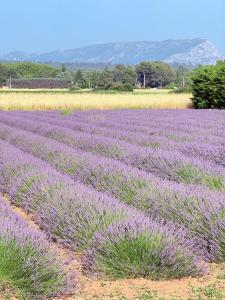 un campo de lavanda con montañas en el fondo en Cozy studio with air conditioning & pool & parking, en Aix-en-Provence