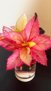 uma flor rosa num vaso de vidro sobre uma mesa em Pousada do Trinta em Fernando de Noronha mais 66 fotografias