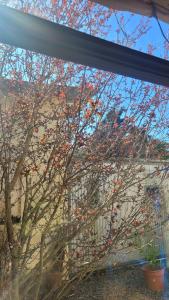 un arbre avec des baies rouges est vu à travers une fenêtre dans l'établissement Casadearte, à Arana