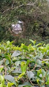 a field of green plants with a house in the background at Winchester House in Anachal