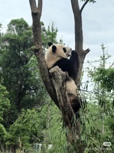 a panda bear sitting on top of a tree at 头等舱国际酒店-成都天府机场店 in Jianyang +25 photos