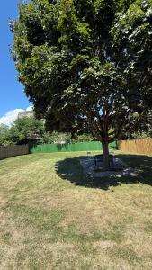 a tree in a field with a bench under it at Brand new 2 bedroom basement apartment in Ajax +13 photos