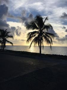 two palm trees on a beach near the ocean at Sarie Bay Inn in San Andrés