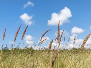a field of tall grass with a blue sky at Apartment Melita - 300m from the sea by Interhome in Neksø