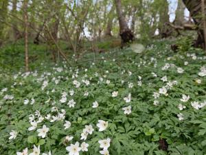a field of white flowers in the woods at Holiday Home Ensio - 150m from the sea by Interhome in Allinge