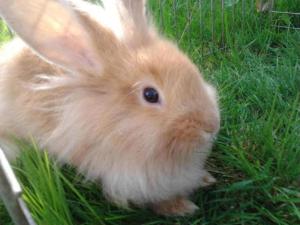 a small rabbit is sitting in the grass at Free wellness and saunapark Castle Resort Spa in Nyíregyháza +53 photos