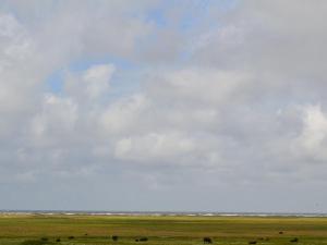 a group of cows in a field under a cloudy sky at Holiday Home Mortensen - 350m from the sea by Interhome in Lakolk
