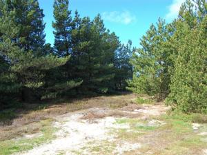 eine unbefestigte Straße in einem Wald mit Bäumen in der Unterkunft Holiday Home Volmar - 3-5km from the sea by Interhome in Kongsmark